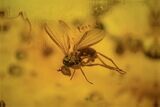 Fossil Beetle (Coleoptera) & Dance Fly (Empididae) in Baltic Amber #234547-2